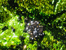Flip Up Sequins Reversible - Green-Black Shiny Reversible Mermaid Sequins Spandex Fabric By The Yard