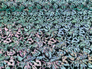 Reversible Velvet Sequins - Iridescent Unicorn - 2 Way Stretch Pattern Sequins on Black Velvet