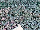 Reversible Velvet Sequins - Iridescent Unicorn - 2 Way Stretch Pattern Sequins on Black Velvet